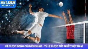 Cá cược bóng chuyền Siu88 - Tỷ lệ cược tốt nhất Việt Nam