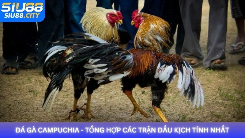 Đá Gà Campuchia: Môn Thể Thao Kịch Tính Từ Xứ Chùa Tháp
