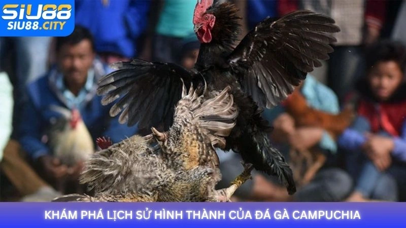 Khám phá lịch sử hình thành của đá gà Campuchia