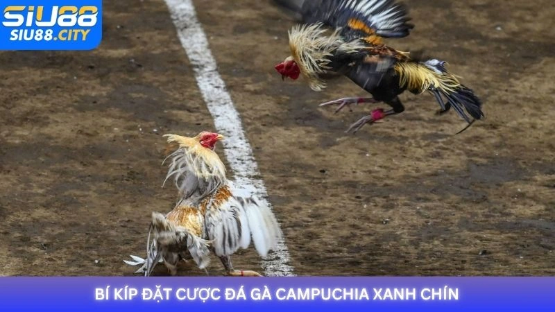 Bí kíp đặt cược đá gà Campuchia xanh chín