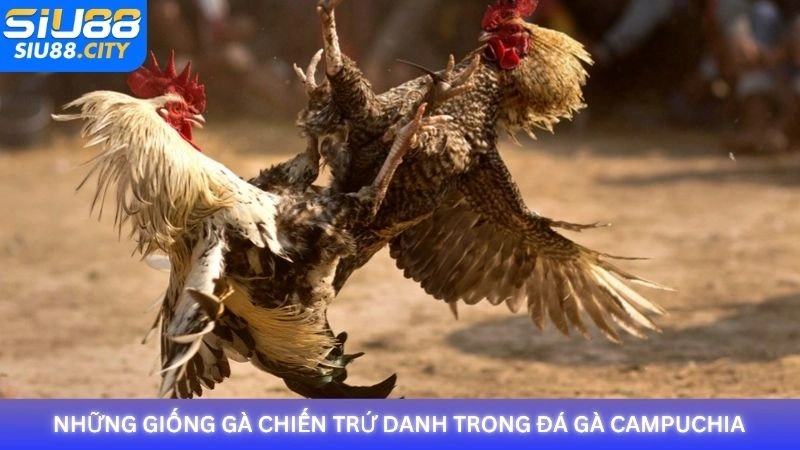 Những giống gà chiến trứ danh trong đá gà Campuchia
