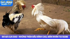 Đá gà cựa dao - Những trận đấu đỉnh cao, mãn nhãn tại Siu88