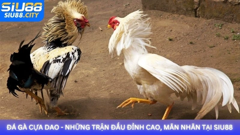 Đá gà cựa dao - Những trận đấu đỉnh cao, mãn nhãn tại Siu88