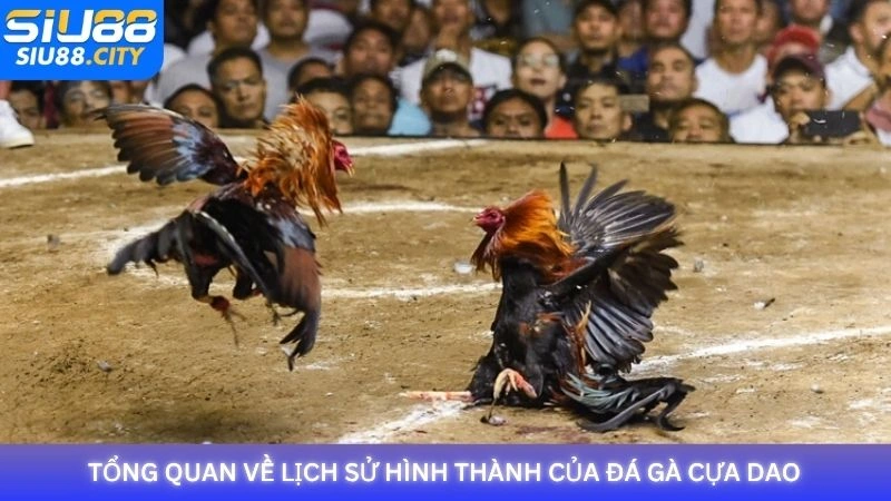 Tổng quan về lịch sử hình thành của đá gà cựa dao