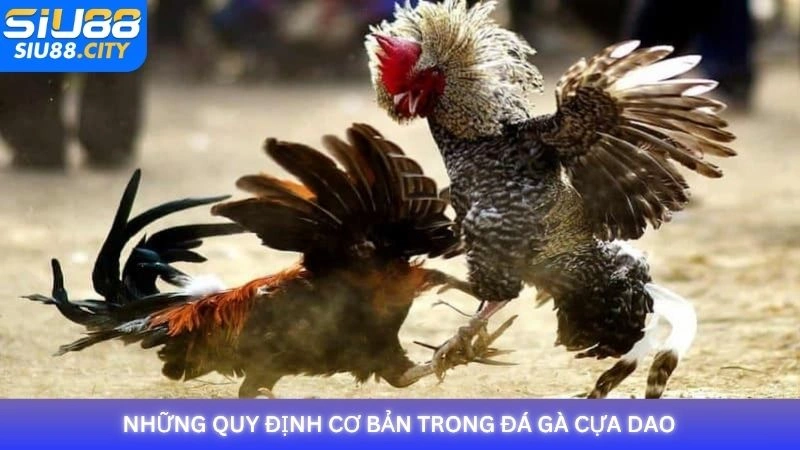 Những quy định cơ bản trong đá gà cựa dao tại Siu88