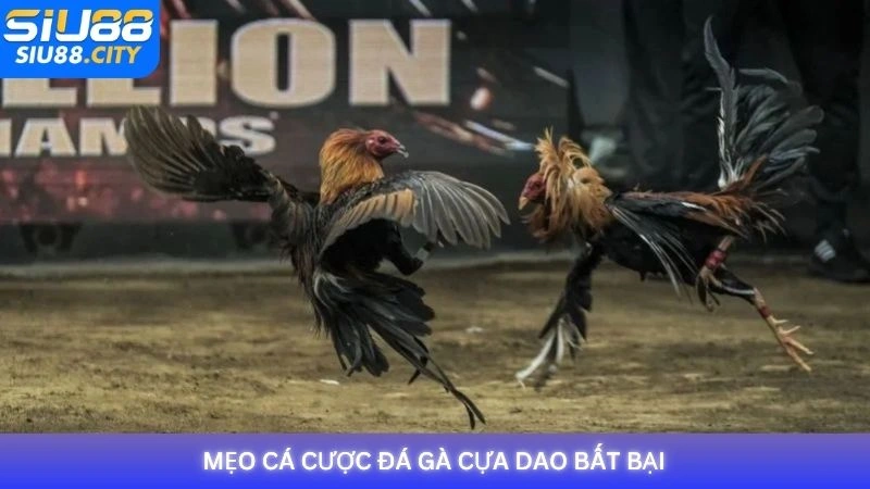 Mẹo cá cược đá gà cựa dao bất bại