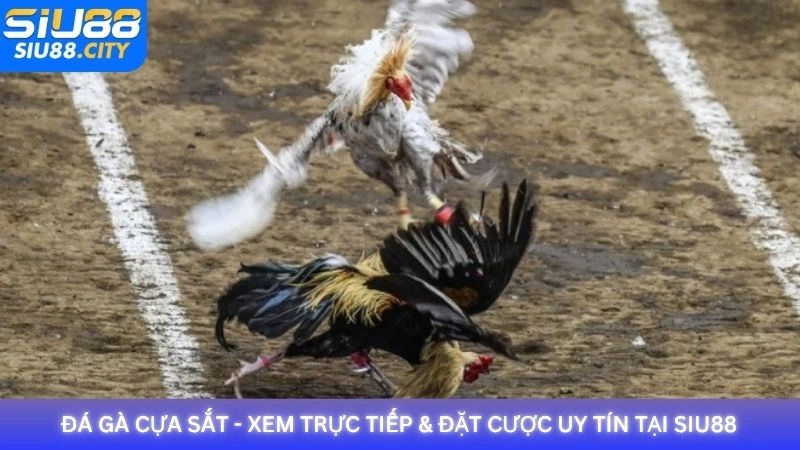 Đá gà cựa sắt - Xem trực tiếp & đặt cược uy tín tại Siu88