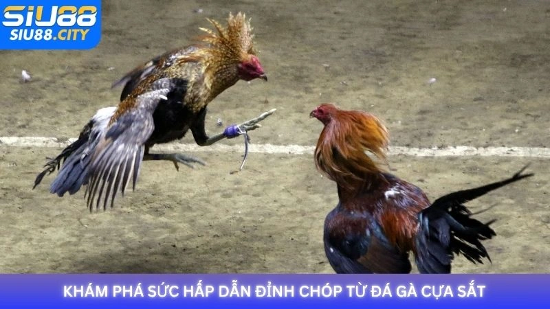 Khám phá sức hấp dẫn đỉnh chóp từ đá gà cựa sắt Siu88