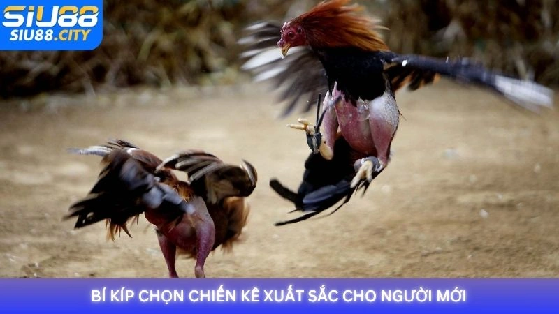 Bí kíp chọn chiến kê xuất sắc cho người mới