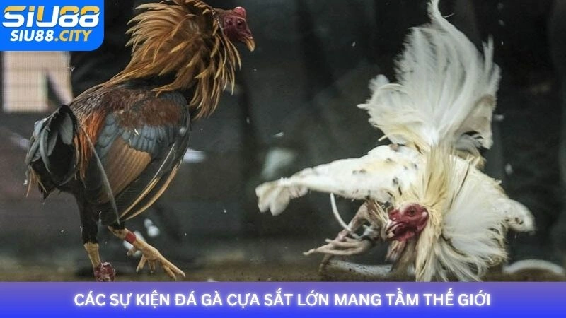 Các sự kiện đá gà cựa sắt lớn mang tầm thế giới