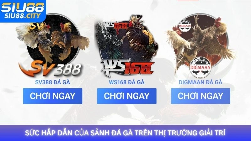Sức hấp dẫn của sảnh đá gà trên thị trường giải trí