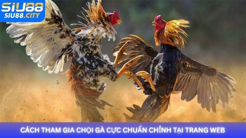 Cách tham gia chọi gà cực chuẩn chỉnh tại trang web