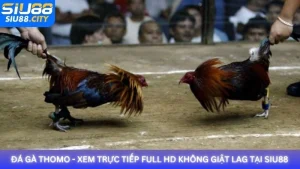 Đá gà Thomo - Xem trực tiếp full HD không giật lag tại Siu88