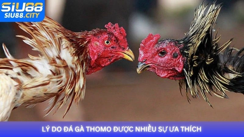 Lý do đá gà Thomo được nhiều sự ưa thích