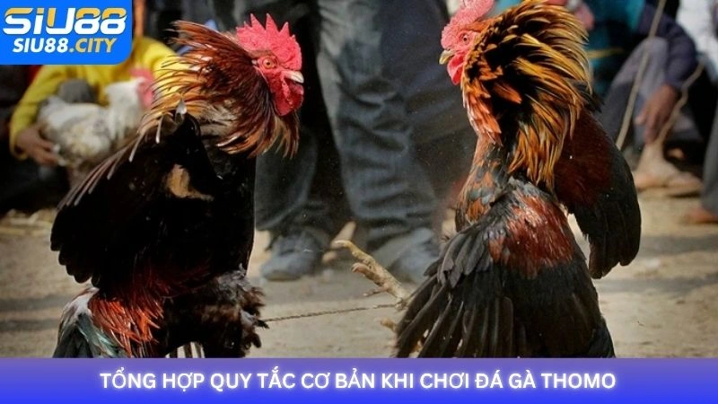 Tổng hợp quy tắc cơ bản khi chơi đá gà Thomo Siu88