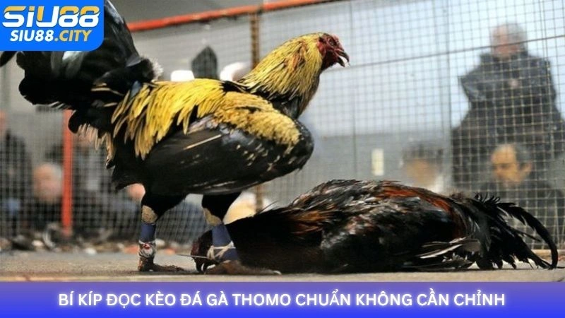 Bí kíp đọc kèo đá gà Thomo chuẩn không cần chỉnh