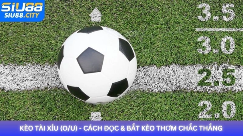 Kèo Tài Xỉu (O/U) - Cách đọc & bắt kèo thơm chắc thắng